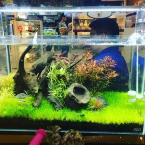 2.5 ft Aquarium Tank 30x12x15 Inches 1