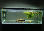 3 Feet Aquarium Tank 10mm Glass 6099.