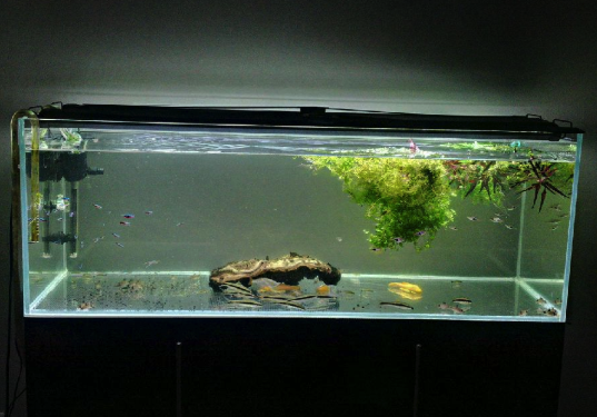 3 Feet Aquarium Tank (36x12x15 Inches)