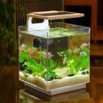 Betta Cube Aquarium Tank Size 6 x 6 x 6 Inches 6mm 1