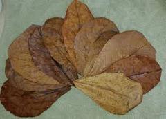 Nature Almond Leaves Pack of 3 big Leaves 49