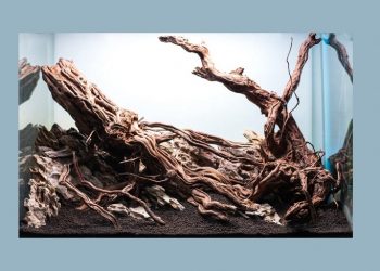 Aquarium Driftwood 1024x632 1